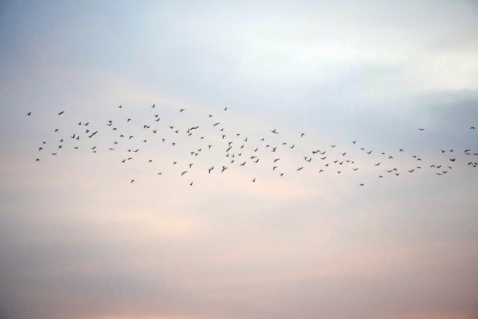  Vögel fliegen in den Süden zur Winterzeit