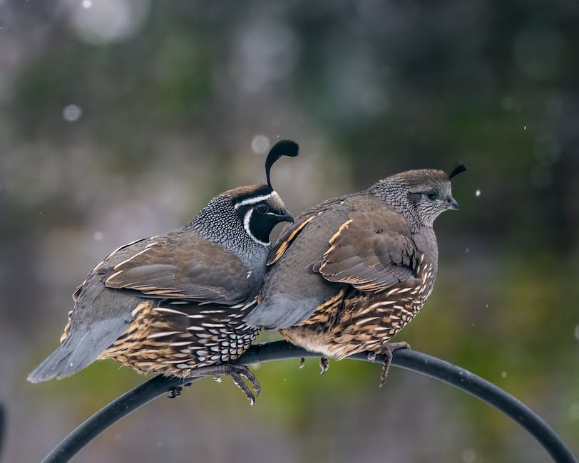 Vögel Ausflug aus dem Nest