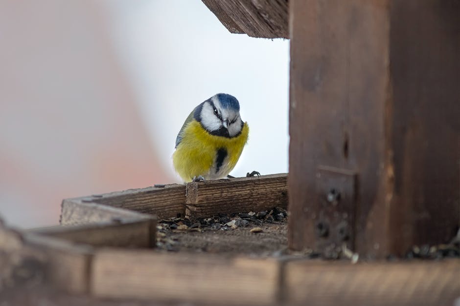 Vögel im Vogelhaus - Welche Zeiten am besten sind