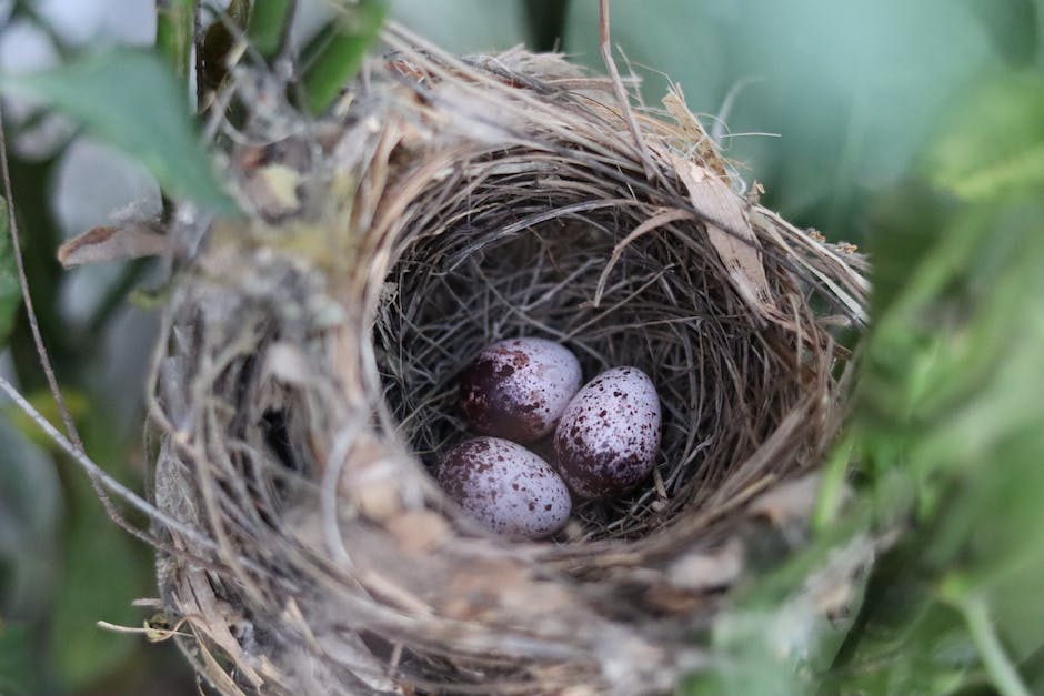 Vögel verlassen Nest zur Ausreifung
