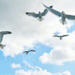 Vögelflügge: Wann werden Vögel flügge?