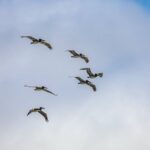 Warum fliegen Vögel im Winter in den Süden: Scherzfrage?