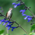 Warum Vögel nicht im Garten gefunden werden können