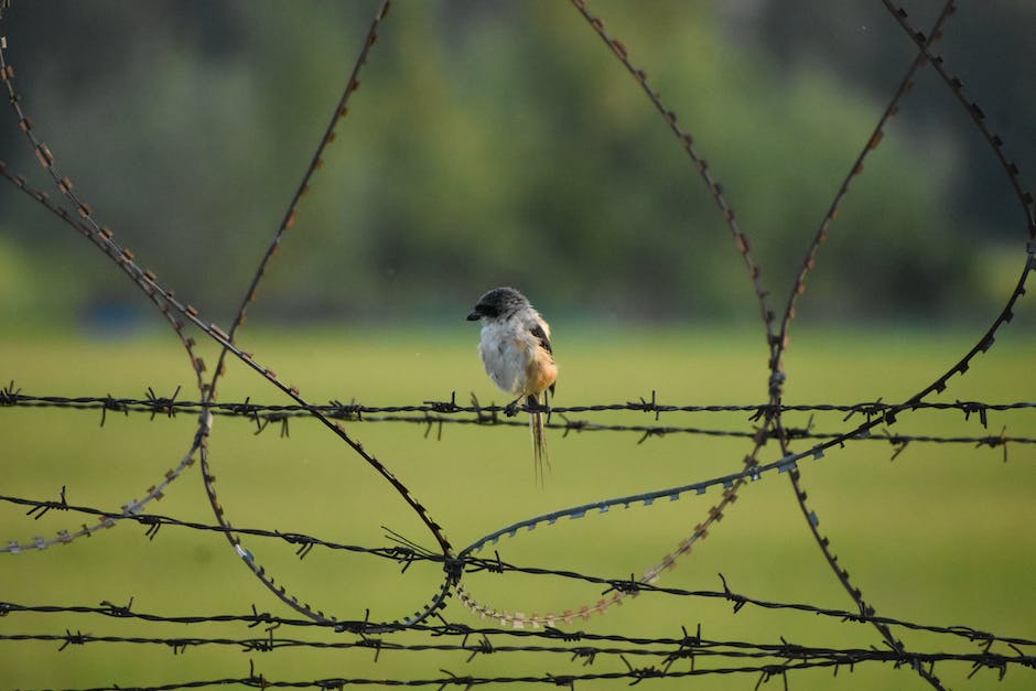 Vogel,die auf Stromleitungen sitzen,durch elektrische Isolation geschützt