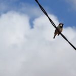 Vogel auf Stromleitungen: warum ist das möglich?