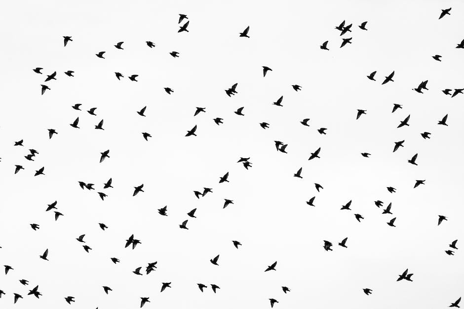 Ein Bild von einem Vogel mit Flügeln, der fliegt um die Erklärung der Vogelflugphysik zu veranschaulichen