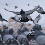 Warum können Vögel fliegen: Ein Vergleich der Flugmechanik bei Vögeln und flugfähigen Insekten