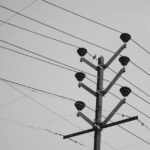 Vögel auf Stromleitungen: Warum sie keinen Stromschlag bekommen