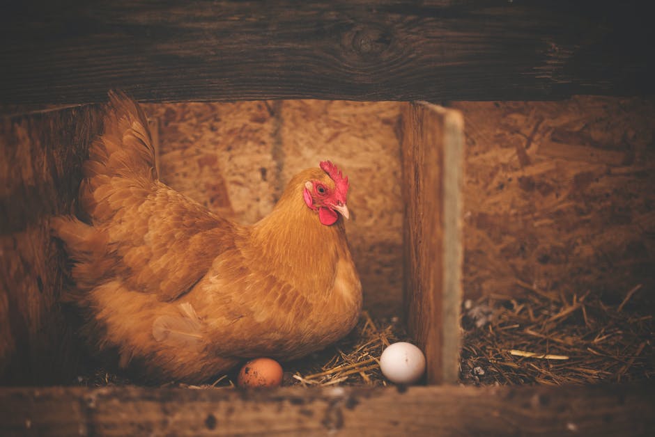  warum Vögel Eier legen