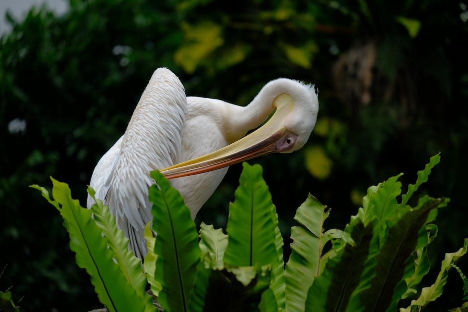Bild von einem Vogel, der sein Gefieder plustert, um sich aufzuwärmen und zu zeigen, dass er Territorium beansprucht