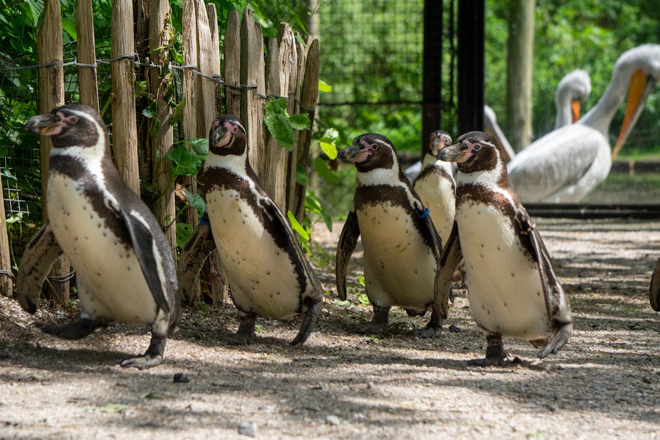 Vögel:Warum Pinguine im Begriff sind