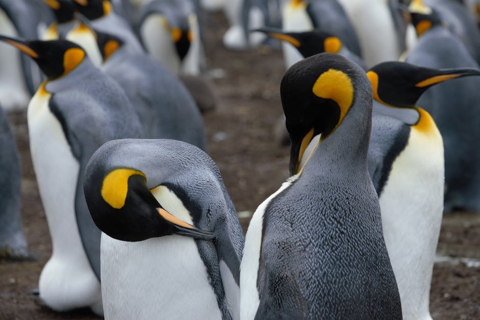 Pinguinvögel mit einer federbedeckten Körperhülle