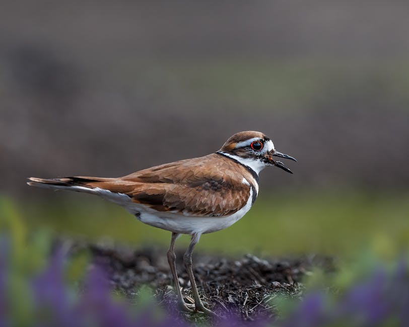  Vögel singen im Frühjahr, um ein Revier zu markieren und Weibchen anzulocken