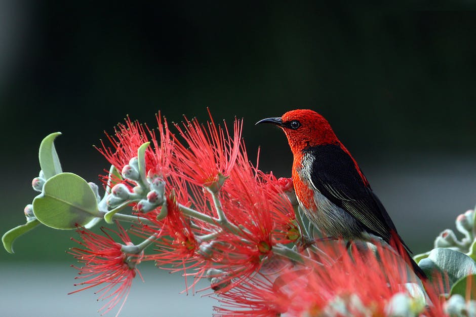 Vögel singen im Frühjahr als Teil der Paarungsrituale