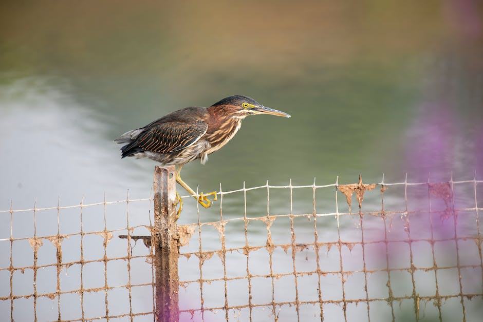  Warum sterben Vögel auf Stromleitungen nicht - Fakten über Vogelkollisionen