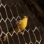 Warum sterben Vögel an Stromleitungen nicht?