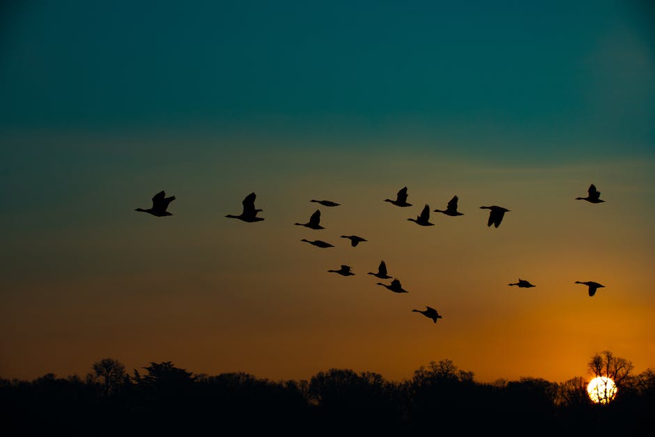  Warum Vögel fliegen -- eine Einführung in den Flug von Vögeln