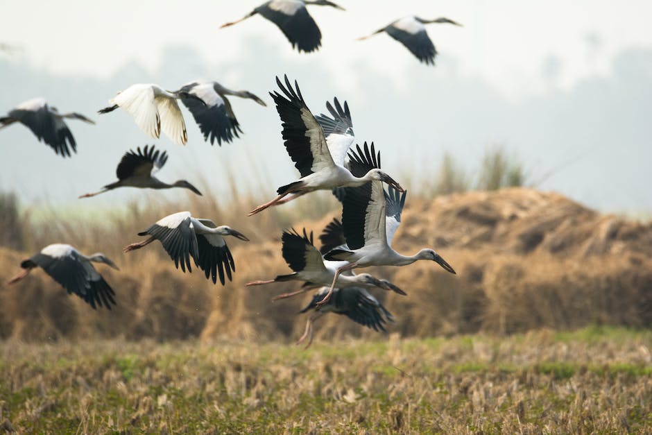 Warum Vögel Migration betreiben
