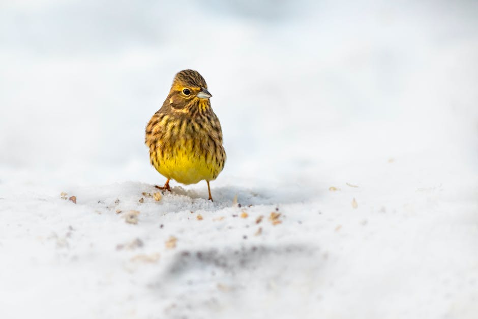 Vögel fressen im Winter Samen, Futterkörner und Insekten