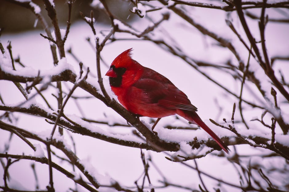 Vögel fliegen in Schwärmen in der Winterzeit