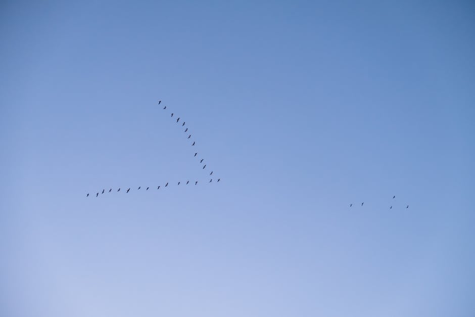 Vögel Flugbahn in den Süden während des Winterfluges