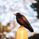 Welche Vögel singen wann - Untersuchungen über Vogelgesang
