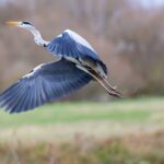 Vögel und Fluggeschwindigkeit