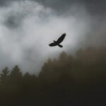 "Wieso kann ein Vogel fliegen – Physik, Evolution und die Evolution des Fliegens"