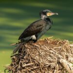 Vögel bauen Nester, um Eier auszubrüten