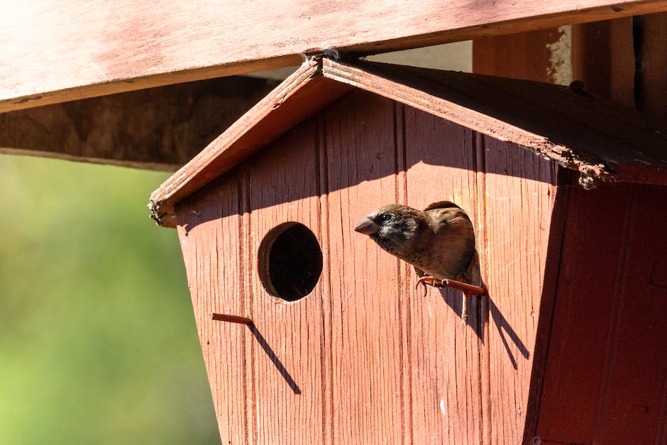Nistkasten: Wann suchen Vögel ein Zuhause?