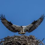 Warum Babyvögel aus dem Nest stürzen