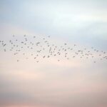 Warum fliegen Vögel in den Süden zur Überwinterung?
