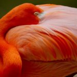 Warum fressen Vögel Wachs? Eine Erklärung der Verhaltensweise