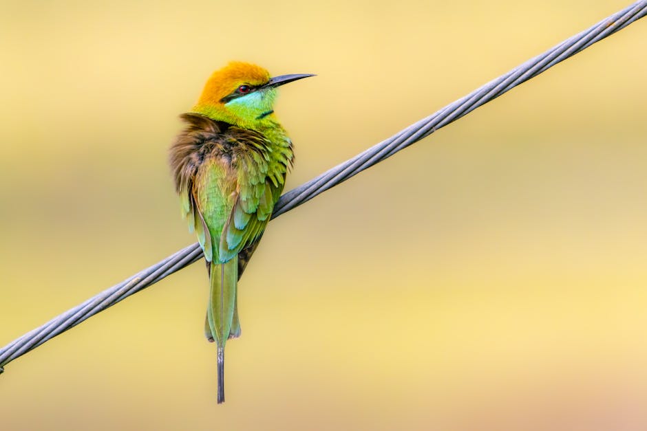  Vögel auf Stromleitungen sitzen - Verstehen der Physik dahinter