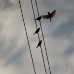 Vögel auf Stromleitung sitzen - Warum es möglich ist
