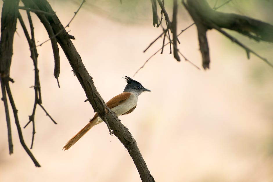  Vögel auf stromleitungen: Wissenswertes zur Vogelkraftwirkung