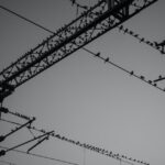 Vogel sitzen auf Stromleitungen zum Frieden zwischen elektrischer Energie und Natur