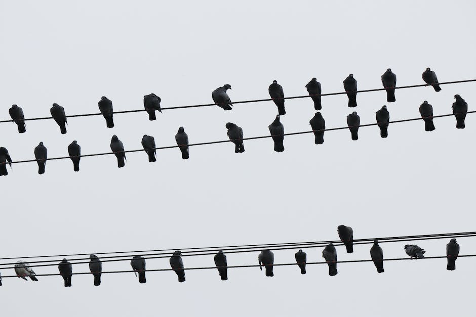  Warum können Vögel auf einer Stromleitung Stromschläge vermeiden?