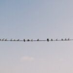 Warum Vögel am Morgen singen
