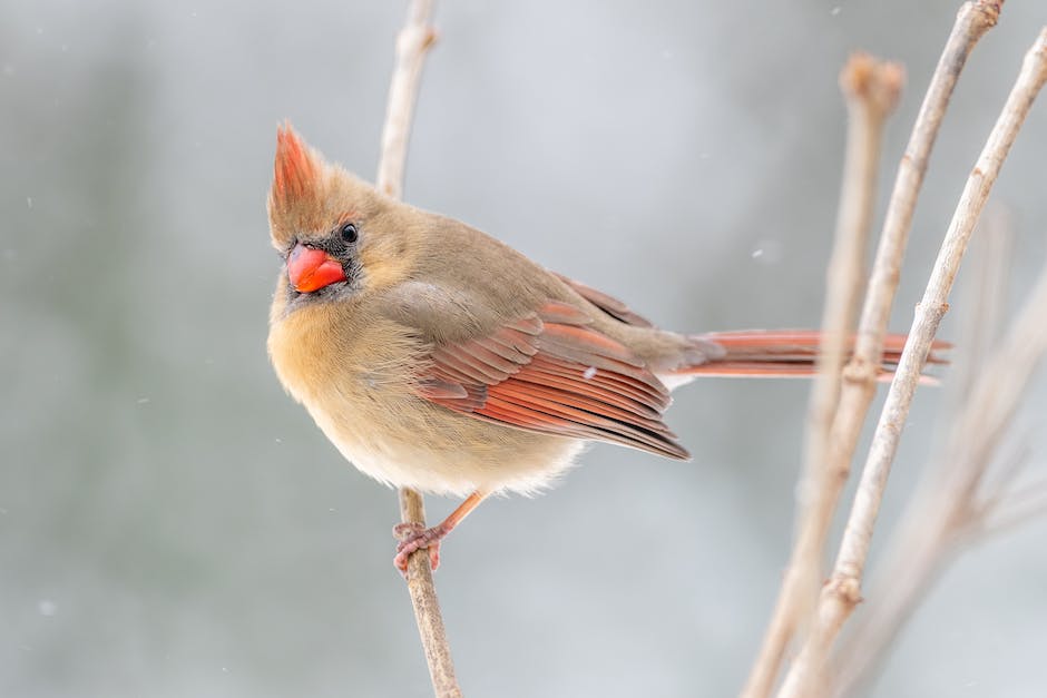  warum Vögel im Winter schweigen