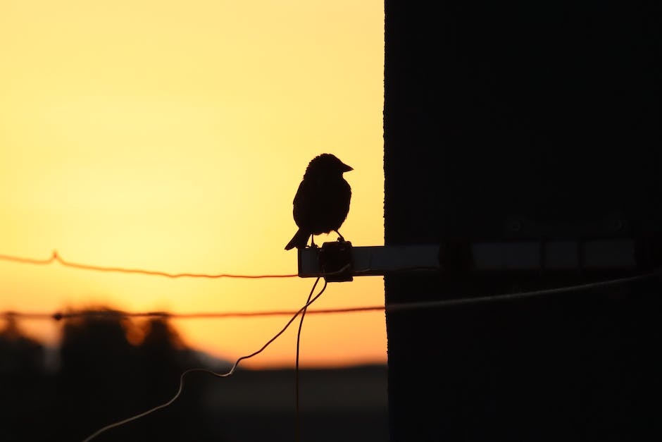 Vögel, die auf Stromleitungen sitzen, um sich auszuruhen und Futter zu suchen