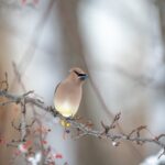 Vögel im Winter benötigen Futter, Decken und Schutz