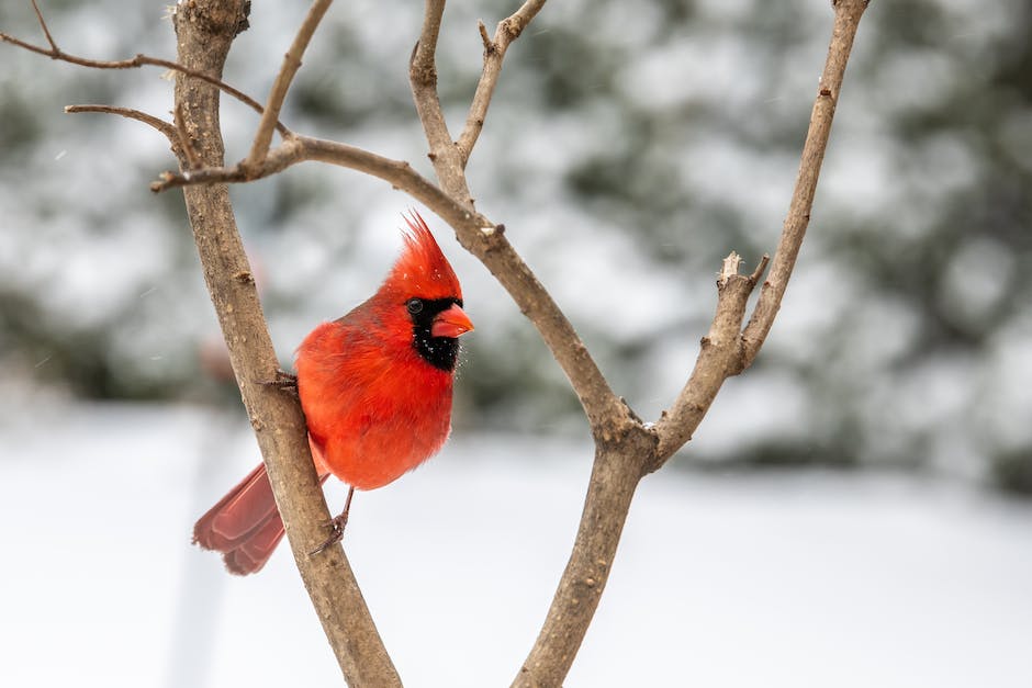 Vögel im Winter nicht fressen dürfen
