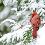 Vögel fressen im Winter gerne Nüsse und Körner