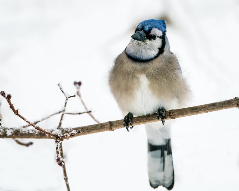  Vögel im Winter überleben