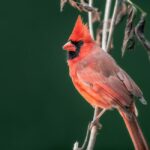 Vögel im Winter überdauern Kälte und Nahrungsmangel