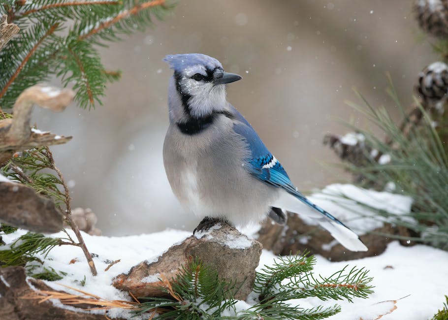  Vögel im Winter füttern