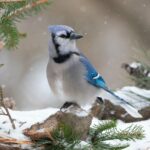 Vögel im Winter Nahrungssuche