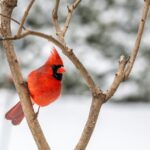 Vögel im Winter trinken Wasser und Saft