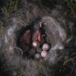 Bild zeigt Vögel aus Nest fallen lassen - Problemlösungen für Eltern